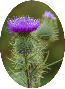 shutterstock_distel hintergrund farbe oval